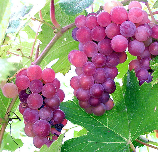 viticulture - grapes photo