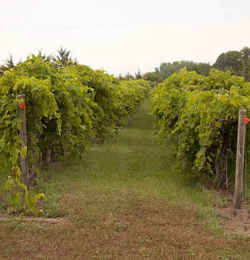 viticulture - grapes photo
