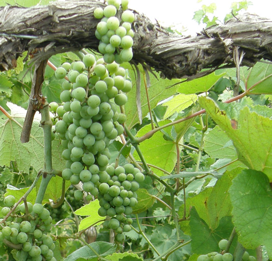 Enology - grape vine photo