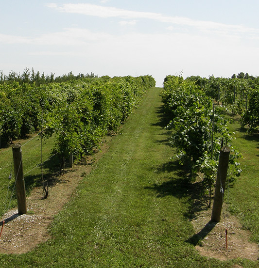 viticulture - vineyard photo