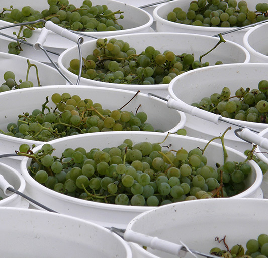 buckets of grapes