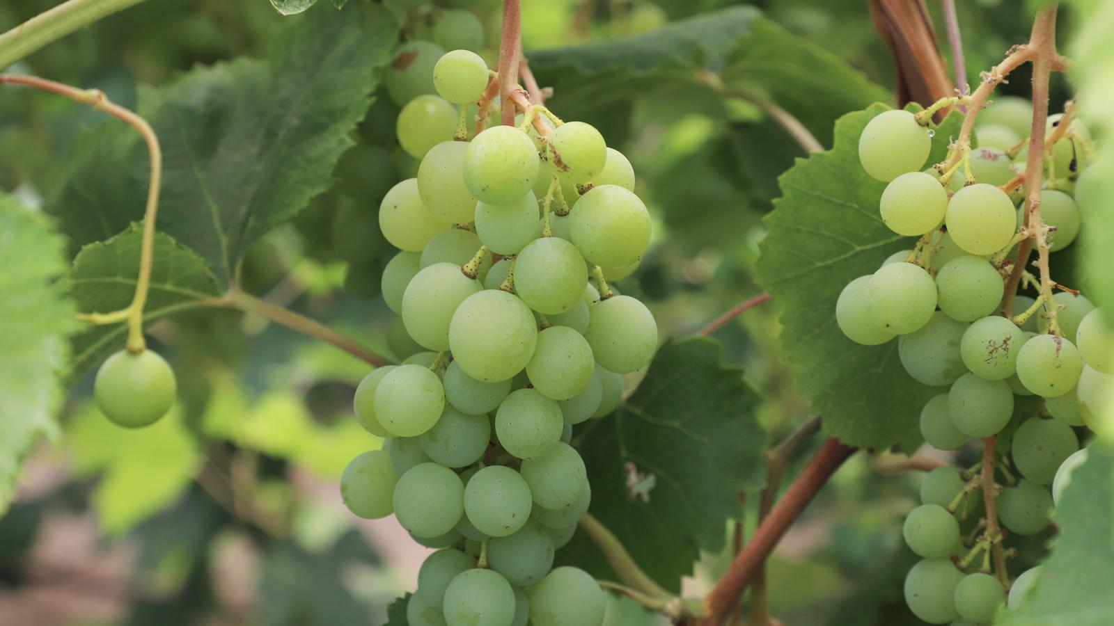 green grapes on vine