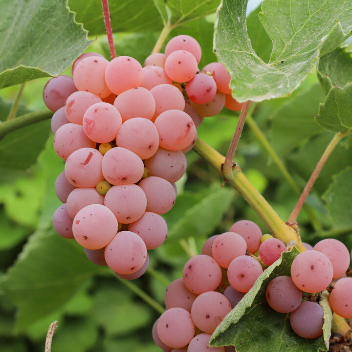 red grapes