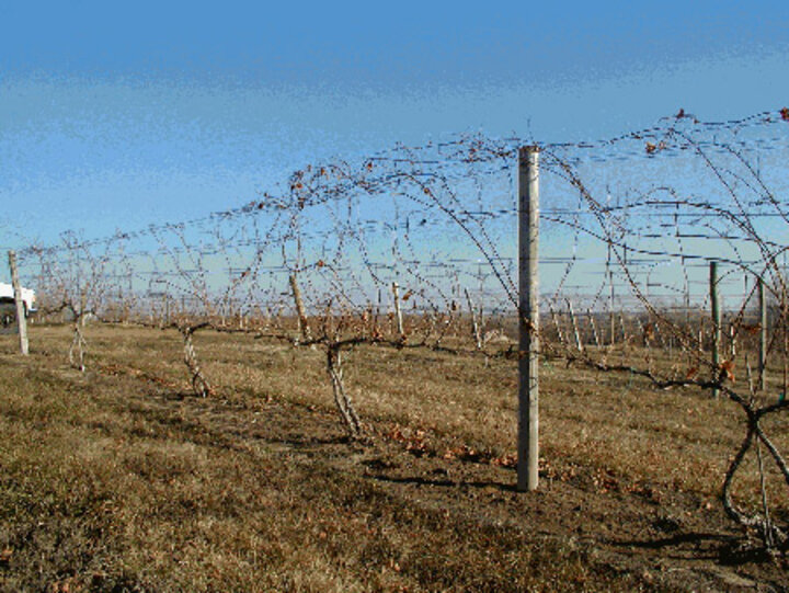 upright cultivar habit