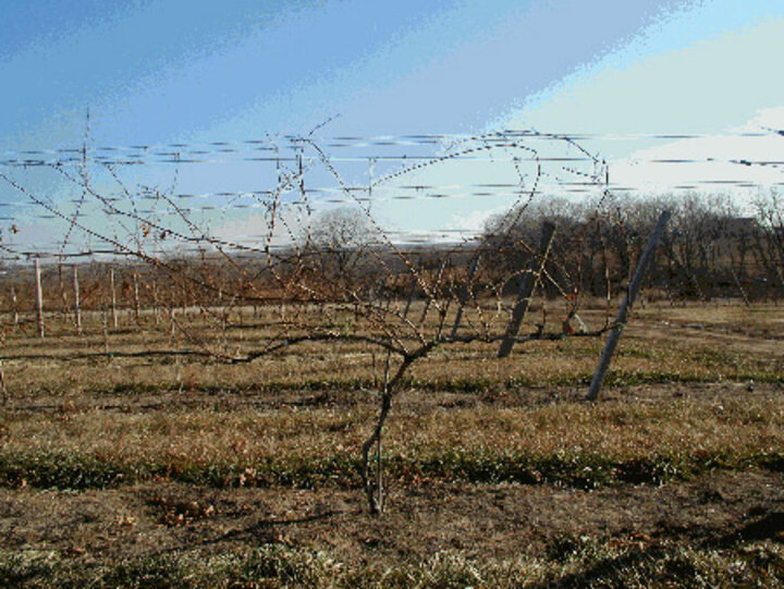 Mid-wire vertical shoot positioning