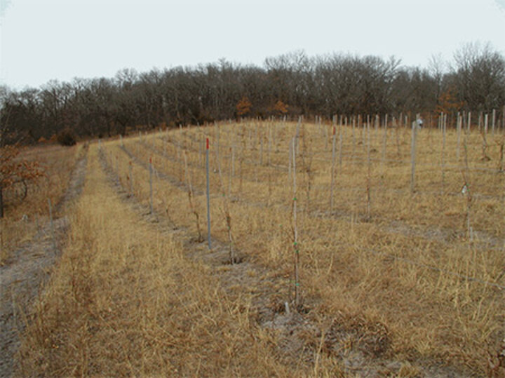 The use of steel T-Post in the vineyard.